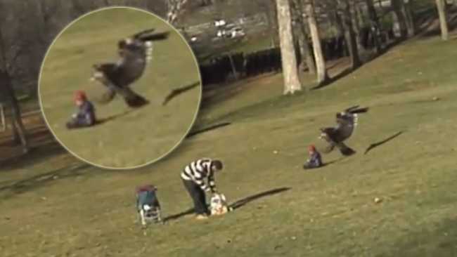 hoax eagle grabbing a kid