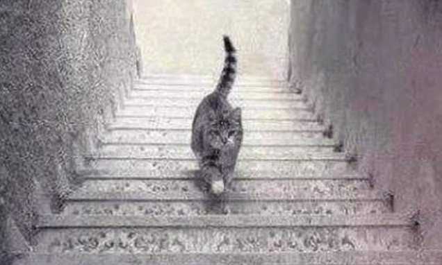 cat stairs web
