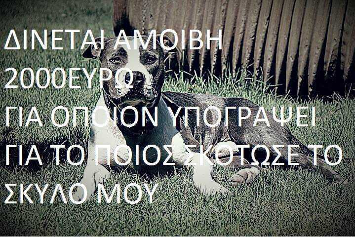 pitbull