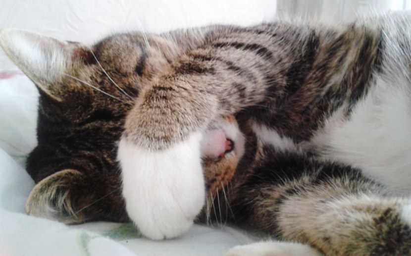 cat iPhone