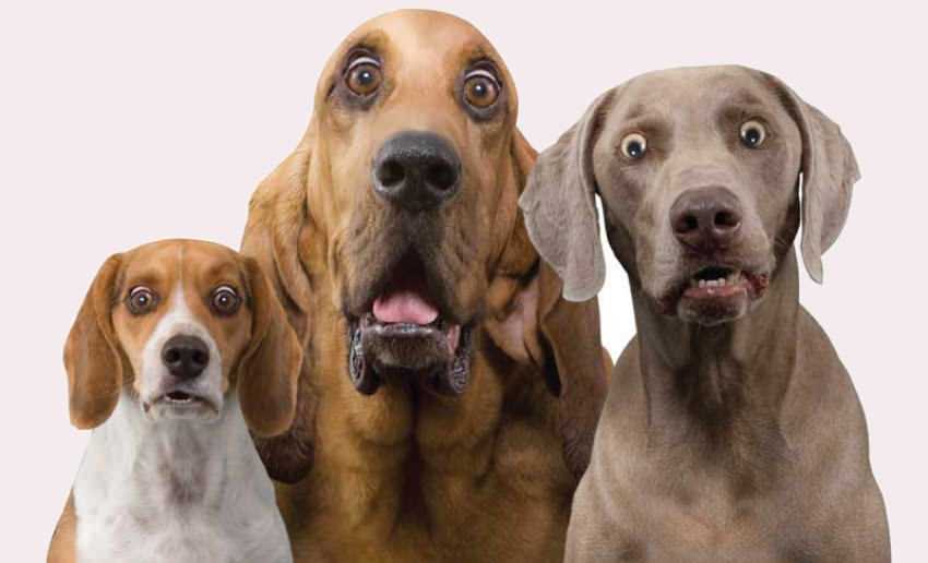 Hilariously-Surprised-Dogs Windows 10