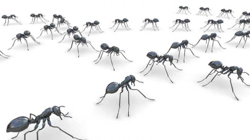 MIT ANTS