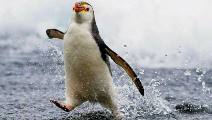 Linux
